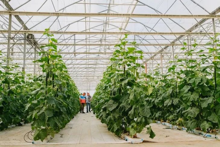 El 85 % de las exportaciones de tomates y hortalizas proviene de invernaderos, clave para el comercio exterior del país.