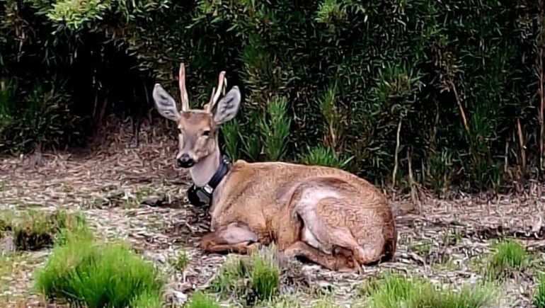 El Huemul cumplió un año dentro del Parque Nacional Lanín.
