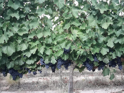 La cuarta revisión del Protocolo incorpora nuevos temas. Foto: INTA La cuarta revisión del Protocolo incorpora nuevos temas. Foto: INTA