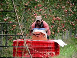 La brecha entre el valor real de los activos frutícolas argentinos y su desempeño actual abre una oportunidad que pocos mercados ofrecen en la región. La brecha entre el valor real de los activos frutícolas argentinos y su desempeño actual abre una oportunidad que pocos mercados ofrecen en la región.