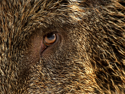 ¿La clave del control? Caza sin límite, sin fecha y enfocada en las hembras. El veterinario Ignacio Celedón explica la estrategia para apagar la fábrica de jabalíes invasores. ¿La clave del control? Caza sin límite, sin fecha y enfocada en las hembras. El veterinario Ignacio Celedón explica la estrategia para apagar la fábrica de jabalíes invasores.