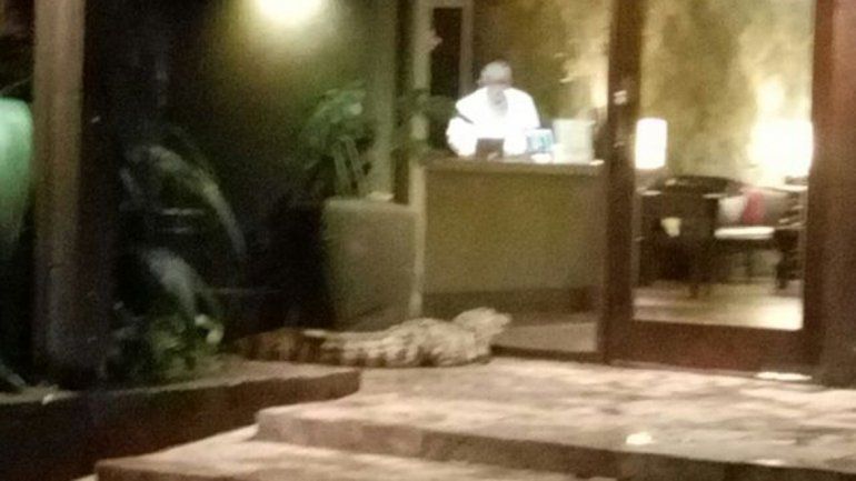 Apareció un yacaré en un hotel y causó pánico