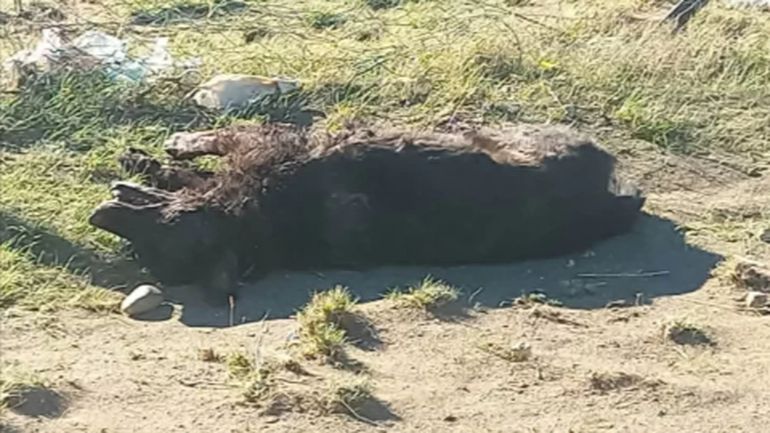 Así encontró a su perro una vecina luego de que le avisaron del ataque de la jauría: dijo que estaba muerto y todo lastimado, como si hubiera sufrido un ataque de pirañas. Así encontró a su perro una vecina luego de que le avisaron del ataque de la jauría: dijo que estaba muerto y todo lastimado, como si hubiera sufrido un ataque de pirañas.