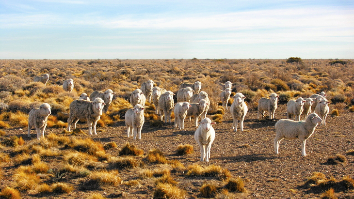 La Patagonia argentina concentra más del 50% del stock ovino nacional. La Patagonia argentina concentra más del 50% del stock ovino nacional.