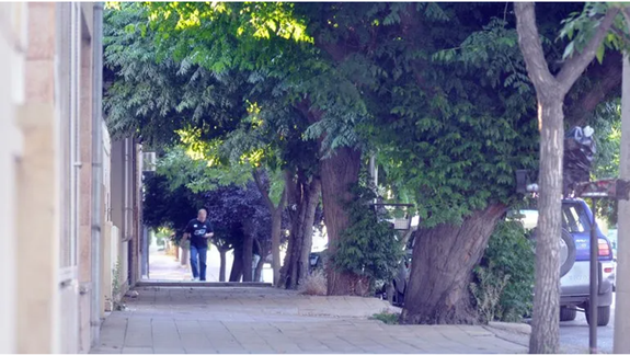 Un árbol causa una gran discusión entre dos vecinos, lo cortan por la mitad y se convierte en una atracción turística