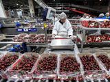 Las cerezas chilenas llegaron al mercado interno argentino con precios altamente compretitivos. Las cerezas chilenas llegaron al mercado interno argentino con precios altamente compretitivos.