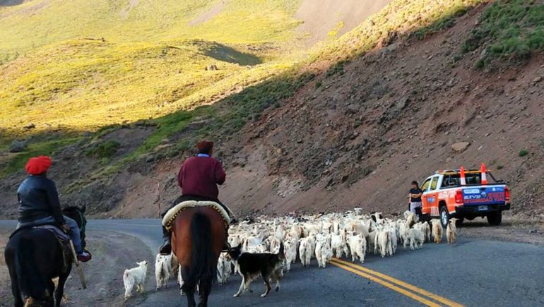 El arreo para la veranada en busca de mejores pasturas para los chivito es una tradición cultural de Neuquén.