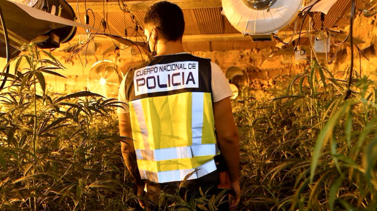 Una plantación ilegal de marihuana decomisada por la policía de España