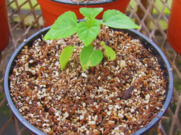 Esta innovación se basa en un diseño biotecnológico con subproductos agroindustriales y nanopartículas. Esta innovación se basa en un diseño biotecnológico con subproductos agroindustriales y nanopartículas.