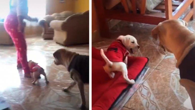 TikTok: perrito muerde a su dueña y su madre lo regaña.