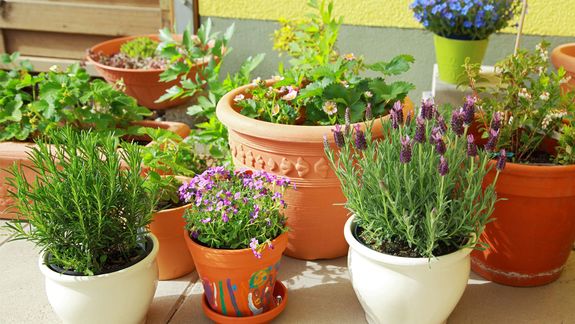 Estas son las 7 plantas que atraen la mala suerte y no deberías tener en tu casa, según el feng shui