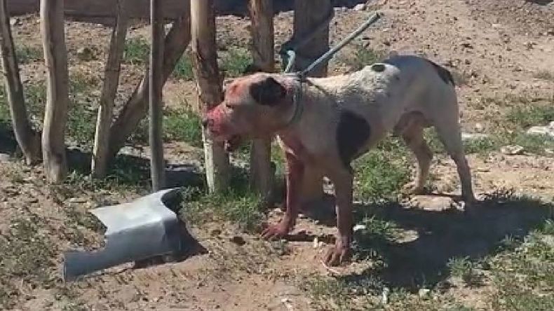 Horror en la meseta con un pitbull que ya mató a varios perros: el video viral