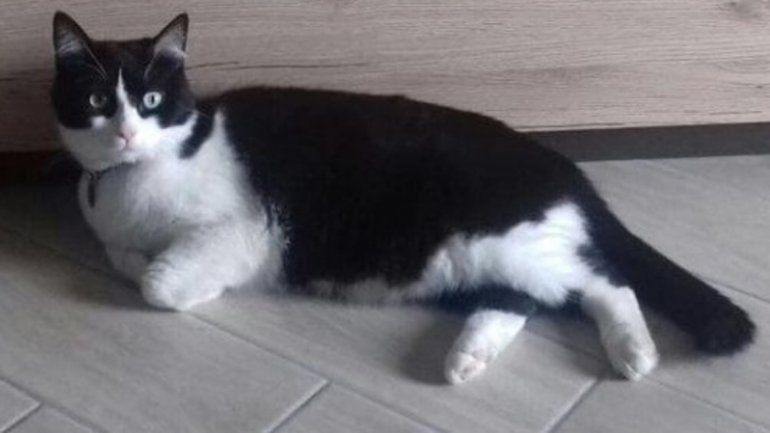 El animal tenía vidas paralelas: casas y nombres diferentes.