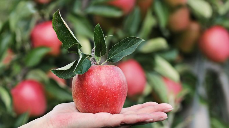 Argentina sigue creciendo en sus exportaciones de manzanas a Brasil.