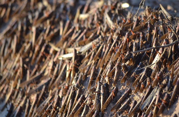 La producción sujeta a riesgo en la Argentina alcanza los 3.7 mil millones de dólares. Foto: Senasa. La producción sujeta a riesgo en la Argentina alcanza los 3.7 mil millones de dólares. Foto: Senasa.