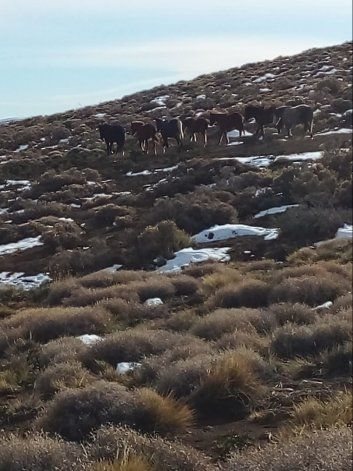 Matías denunció el robo de uno de estos animales.