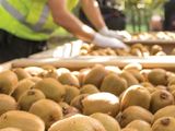 La industria proyecta un crecimiento de hasta 20% en la temporada 2026, impulsado por mayor producción y un programa más exigente de madurez y materia seca.