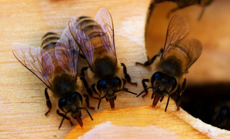 De mal en peor: por el increíble precio del azúcar, mirá cómo alimentan ahora a las abejas