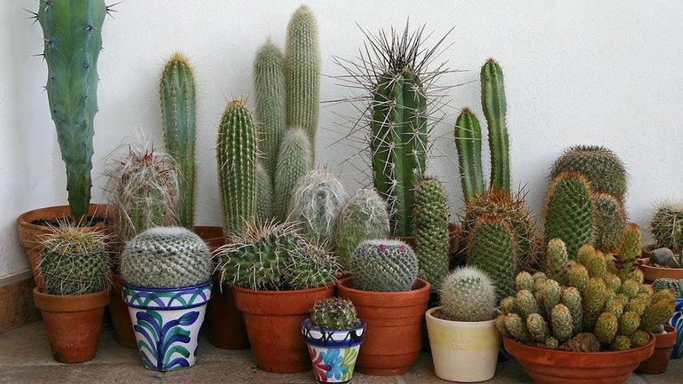 Los cactus son una de las plantas que atraen la mala suerte dentro de tu casa. Los cactus son una de las plantas que atraen la mala suerte dentro de tu casa.