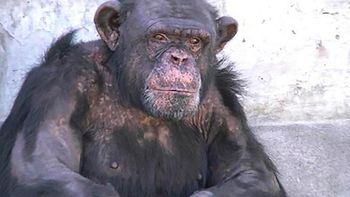 piden trasladar al chimpance toti a un santuario en brasil piden trasladar al chimpance toti a un santuario en brasil