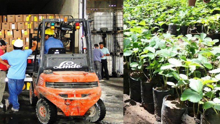 Detectan un cargamento sospechoso de frutillas proveniente de EE.UU.