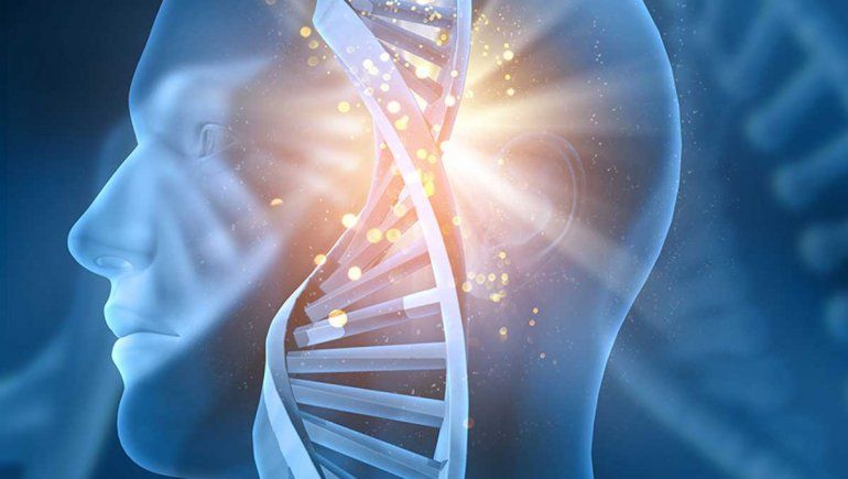 Descubren el gen arquitecto del rostro humano