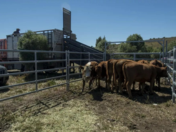 La barrera sanitaria, ¿divide aguas? La barrera sanitaria, ¿divide aguas?
