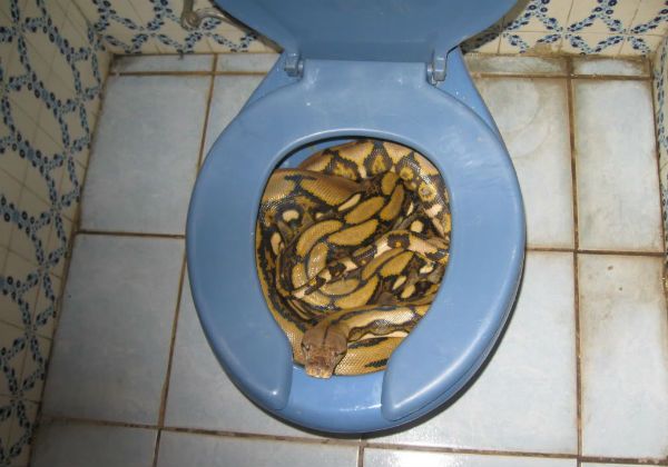 Se sentó en el inodoro y una serpiente le mordió los testículos