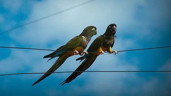 Los loros barranqueros tienen a mal traer a la gente del EPEN