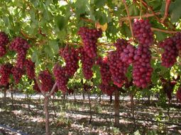 el caso del fraude con uvas de mesa y una sancion record el caso del fraude con uvas de mesa y una sancion record