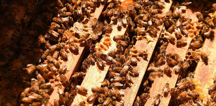 En Neuquén y Río Negro, hay más de 83.000 colmenas registradas. Foto: gentileza Producción. En Neuquén y Río Negro, hay más de 83.000 colmenas registradas. Foto: gentileza Producción.