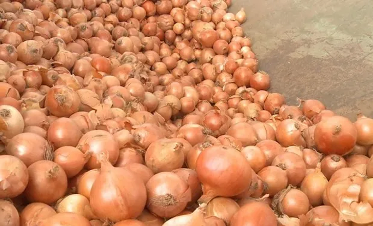 En Argentina, la producción anual de cebolla ronda las 700.000 toneladas. En Argentina, la producción anual de cebolla ronda las 700.000 toneladas.