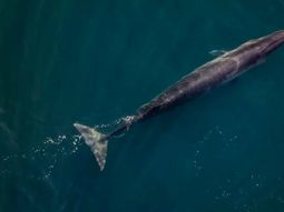 Las ballenas sei llegan a la costa de Chubut en los meses en los cuales se aleja la ballena franca austral. Las ballenas sei llegan a la costa de Chubut en los meses en los cuales se aleja la ballena franca austral.