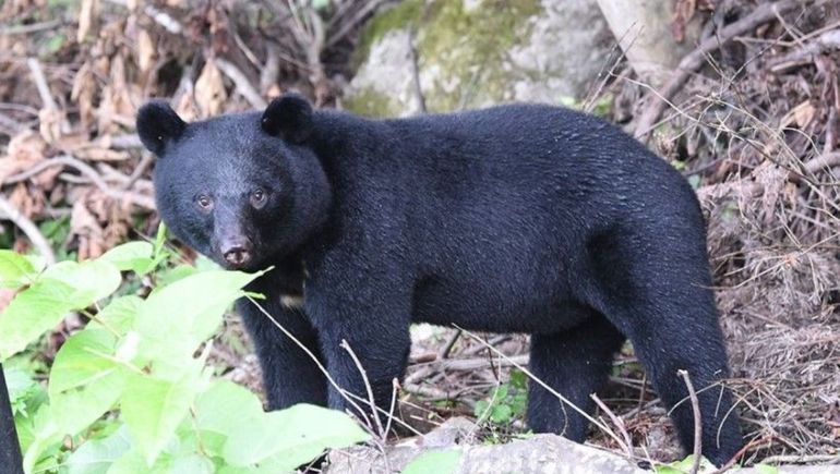 Japón aprobó nuevas medidas para frenar los ataques de osos a humanos: más cazadores y vallas eléctricas