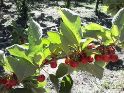 Argentina produce entre 13 y 14.000 toneladas. Argentina produce entre 13 y 14.000 toneladas.