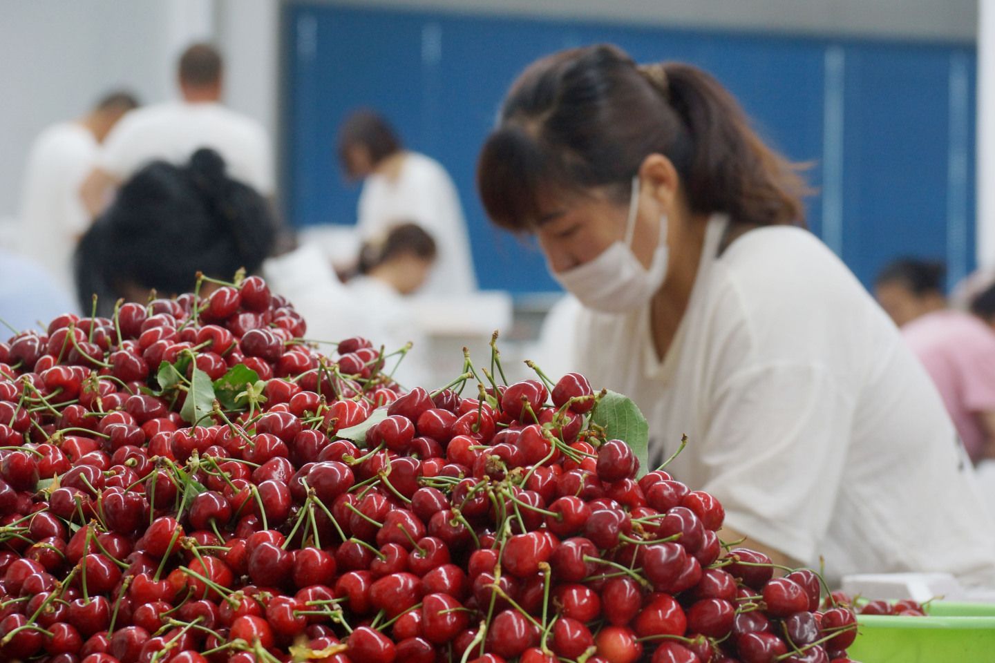 China es el principal mercado de destino para la oferta exportable de cerezas chilenas.