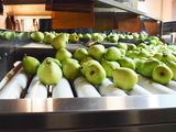 Las exportaciones de peras siguen creciendo en la presente temporada.