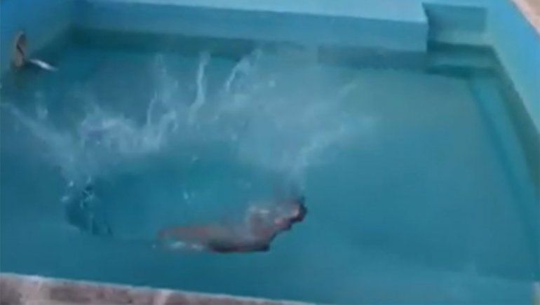 Se hizo viral: del cordero volador al costillar a la pileta