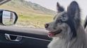 Un perro influencer fue robado y comido tras ser vendido a un restaurante en China.