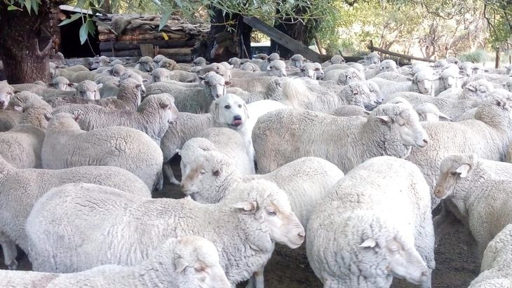 Alianza estratégica: perros protectores y detectores aseguran la producción rural argentina. Foto: Secretaría de Producción de Neuquén. Alianza estratégica: perros protectores y detectores aseguran la producción rural argentina. Foto: Secretaría de Producción de Neuquén.