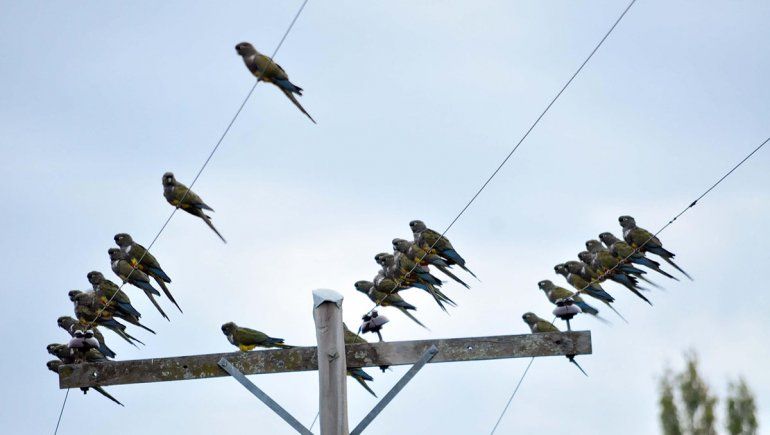 Los loros ponen en jaque al servicio eléctrico de Loncopué
