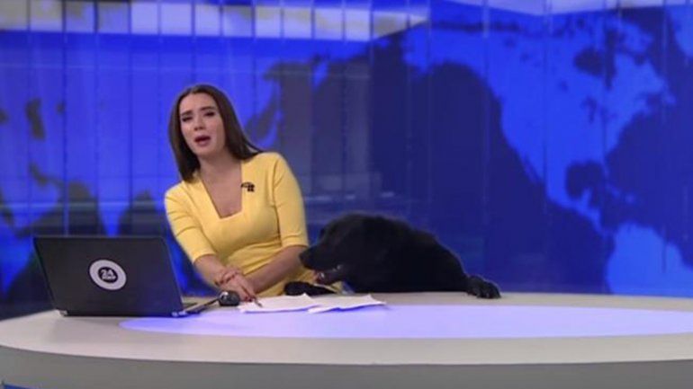 Un perro interrumpió un noticiero en vivo y se llevó todas las miradas