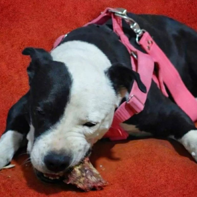 La perrita ahora se encuentra a resguardo de un proteccionista de animales. La perrita ahora se encuentra a resguardo de un proteccionista de animales.