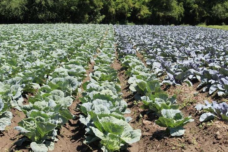 Olga produce en Vista Alegre. Olga produce en Vista Alegre.