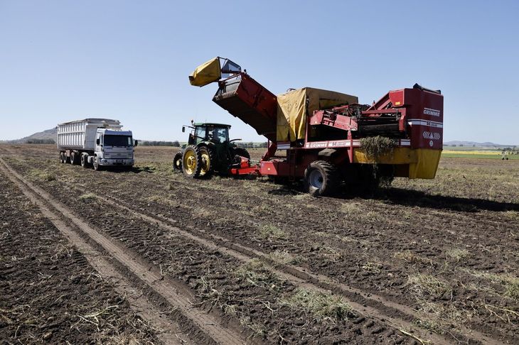 Patagonia: el lugar donde la papa todavía puede crecer y atraer nuevas inversiones. Patagonia: el lugar donde la papa todavía puede crecer y atraer nuevas inversiones.