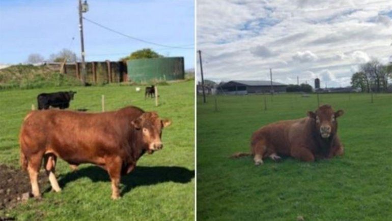 Toro se rascó con un poste y dejó sin luz a más de 700 personas
