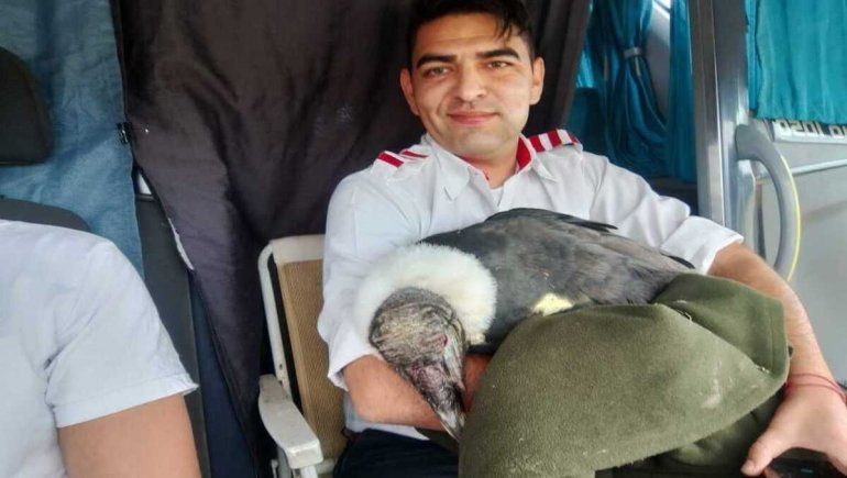 Dos choferes rescataron un cóndor. Foto: Gentileza.
