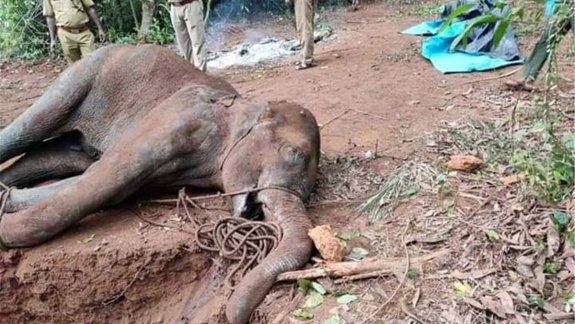 Muere una elefanta por comer un ananá lleno de petardos