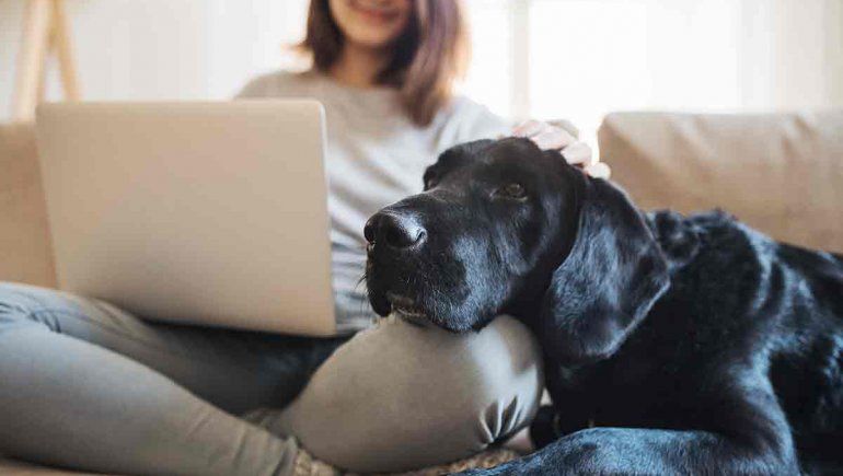 Cuidados para la mascota durante un aislamiento