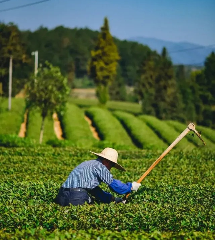 En China, cada región tiene su propia especialidad. En China, cada región tiene su propia especialidad.